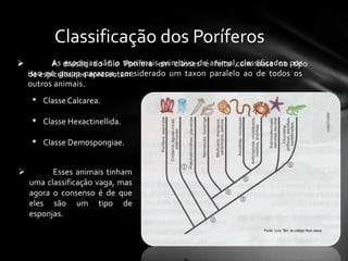 Classificação dos Poríferos
         As divisão do filo tipo maisem classes é animal,com base no por
          A esponjas são o Porífera primitivo de feita classificados tipo
    isso no grupo parazoa, considerado um taxon paralelo ao de todos os
    de espículas que apresentam:
    outros animais.
     •   Classe Calcarea.

     •   Classe Hexactinellida.

     •   Classe Demospongiae.


         Esses animais tinham
    uma classificação vaga, mas
    agora o consenso é de que
    eles são um tipo de
    esponjas.
 