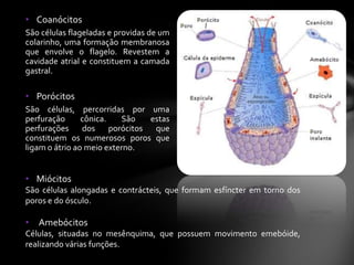 • Coanócitos
São células flageladas e providas de um
colarinho, uma formação membranosa
que envolve o flagelo. Revestem a
cavidade atrial e constituem a camada
gastral.

• Porócitos
São células, percorridas por uma
perfuração      cônica.   São  estas
perfurações dos porócitos que
constituem os numerosos poros que
ligam o átrio ao meio externo.


• Miócitos
São células alongadas e contrácteis, que formam esfíncter em torno dos
poros e do ósculo.

• Amebócitos
Células, situadas no mesênquima, que possuem movimento emebóide,
realizando várias funções.
 