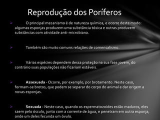 Reprodução dos Poríferos
         O principal mecanismo é de natureza química, e ocorre deste modo:
    algumas esponjas produzem uma substância tóxica e outras produzem
    substâncias com atividade anti-microbiana.


         Também são muito comuns relações de comensalismo.


         Várias espécies dependem dessa proteção na sua fase jovem, do
    contrário suas populações não ficariam estáveis.


         Assexuada - Ocorre, por exemplo, por brotamento. Neste caso,
    formam-se brotos, que podem se separar do corpo do animal e dar origem a
    novas esponjas.


         Sexuada - Neste caso, quando os espermatozoides estão maduros, eles
    saem pelo ósculo, junto com a corrente de água, e penetram em outra esponja,
    onde um deles fecunda um óvulo.
 