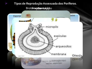    Tipos de Reprodução Assexuada dos Poríferos.
            Brotamento
                Fragmentação
                    Gemulação
 