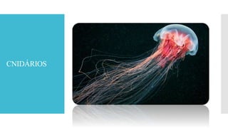 CNIDÁRIOS
 