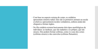  Com base no aspecto externo do corpo, os cnidários
apresentam simetria radial. Eles são os primeiros animais na escala
evolutiva a apresentarem tecidos verdadeiros, embora ainda não
cheguem a formar órgãos.
 No filo cnidária existem basicamente dois tipos morfológicos de
indivíduos: as medusas, que são nadantes e os pólipos, que são
sésseis. Eles podem formar colônias, como é o caso dos corais
(colônias sésseis) e das caravelas (colônias flutuantes).
 