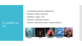 CLASSIFICAÇ
ÃO
 As principais classes dos cnidários são:
 Hydrozoa - hidras e caravelas;
 Scyphozoa - águas -vivas
 Anthozoa - anêmonas e corais; e
 Cubozoa - cubozoárioa, como a vespa do pacífico.
 