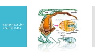 REPRODUÇÃO
ASSEXUADA
 