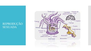 REPRODUÇÃO
SEXUADA
 