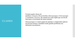 CLASSES
 Existem quatro classes de
poríferos. Calcarea, Hexactinellida, Demospongiae e Sclerospongia
e.A primeira, Clacarea, são animais de corpo rígido que servem de
base para o crescimento de outros animais.
 Demospongiae é o maior grupo de esponjas e compreende espécies
de diversas formas e tamanhos tendo grandes problemas nas
definições taxonômicas.
 