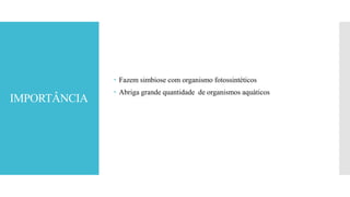 IMPORTÂNCIA
 Fazem simbiose com organismo fotossintéticos
 Abriga grande quantidade de organismos aquáticos
 