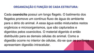 ORGANIZAÇÃO E FUNÇÃO DE CADA ESTRUTURA:
Cada coanócito possui um longo flagelo. O batimento dos
flagelos promove um contínuo fluxo de água do ambiente
para o átrio do animal. A essa água estão misturados restos
orgânicos e microorganismos, que são capturados e
digeridos pelos coanócitos. O material digerido é então
distribuído para as demais células do animal. Como a
digestão ocorre no interior de células, diz-se que os poríferos
apresentam digestão intracelular.
 