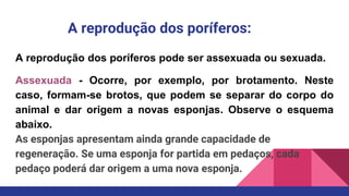 A reprodução dos poríferos:
A reprodução dos poríferos pode ser assexuada ou sexuada.
Assexuada - Ocorre, por exemplo, por brotamento. Neste
caso, formam-se brotos, que podem se separar do corpo do
animal e dar origem a novas esponjas. Observe o esquema
abaixo.
As esponjas apresentam ainda grande capacidade de
regeneração. Se uma esponja for partida em pedaços, cada
pedaço poderá dar origem a uma nova esponja.
 