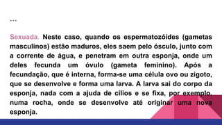 ...
Sexuada. Neste caso, quando os espermatozóides (gametas
masculinos) estão maduros, eles saem pelo ósculo, junto com
a corrente de água, e penetram em outra esponja, onde um
deles fecunda um óvulo (gameta feminino). Após a
fecundação, que é interna, forma-se uma célula ovo ou zigoto,
que se desenvolve e forma uma larva. A larva sai do corpo da
esponja, nada com a ajuda de cílios e se fixa, por exemplo,
numa rocha, onde se desenvolve até originar uma nova
esponja.
 