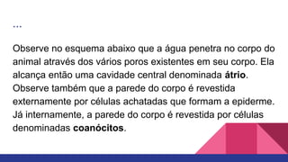 ...
Observe no esquema abaixo que a água penetra no corpo do
animal através dos vários poros existentes em seu corpo. Ela
alcança então uma cavidade central denominada átrio.
Observe também que a parede do corpo é revestida
externamente por células achatadas que formam a epiderme.
Já internamente, a parede do corpo é revestida por células
denominadas coanócitos.
 