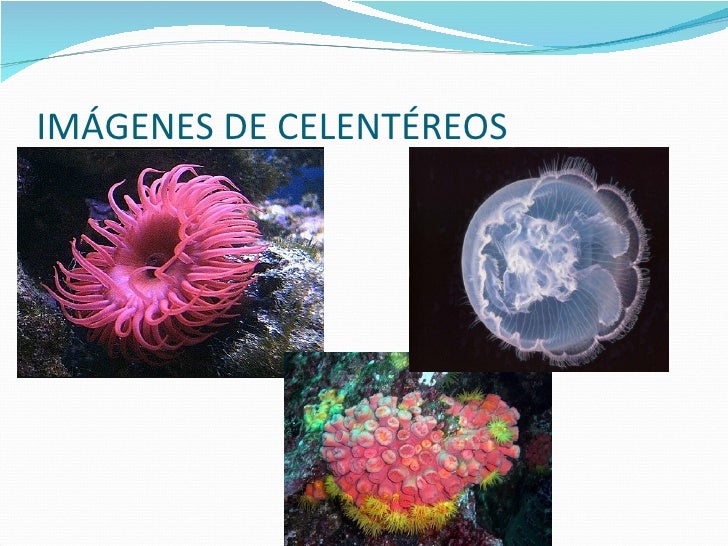 Poríferos y celentéreos