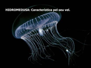 HIDROZOUSSónelsmenysconegutsdelscnidariscom a resultat del seupetitíssimtamany.