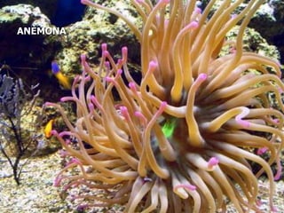 HYDRA: Solitari i aigua dolça