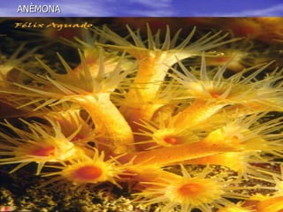 HIDROMEDUSA: Característica pel seu vel.