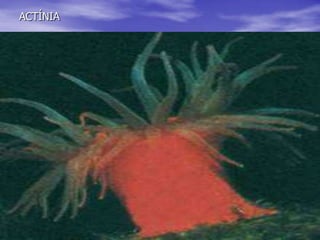 ANTOZOUS- Presenten exclossivament forma de pòlip.-Poden ser solitaris o colonials.-Poden tenir o no esquelet.- Viuenfixos en una superfície.- Inclouespècies tan conegudescom les anèmones, actínies ,coralls,gorgònies i plomes de mar.