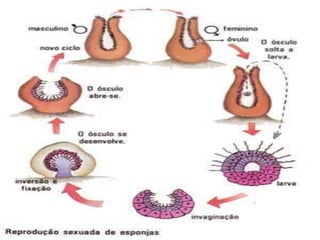 - PORUS INHALANTS: Orificis petits per on entra l’aigua i les                                       partícules alimentàries microscòpiques.- ÒSCULS: Orificis més grans per on surten els residus.