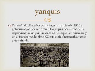 
 Tras más de diez años de lucha, a principios de 1896 el
gobierno optó por reprimir a los yaquis por medio de la
deportación a las plantaciones de henequén en Yucatán, y
en el transcurso del siglo XX esta etnia fue prácticamente
exterminada.
yanquis
 