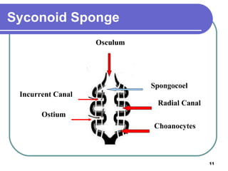 Porifera | PPT