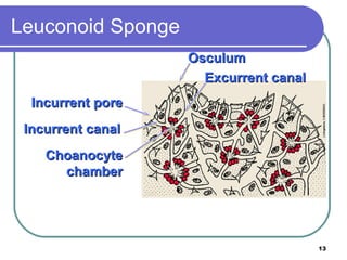 Leuconoid Sponge Choanocyte chamber Osculum Incurrent canal Excurrent canal Incurrent pore 