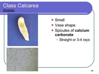 Class Calcarea Grantia Small Vase shape Spicules of  calcium carbonate Straight or 3-4 rays 