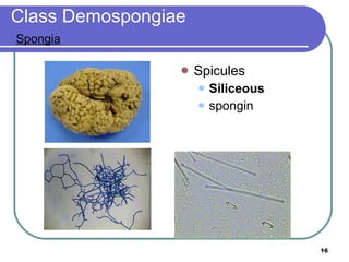 Class Demospongiae   Spongia Spicules Siliceous spongin 