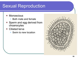 Sexual Reproduction Monoecious Both male and female Sperm and egg derived from choanocytes Ciliated larva Swim to new location 