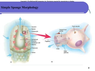 Copyright  © The McGraw-Hill Companies, Inc. Permission required for reproduction or display. Simple Sponge Morphology 