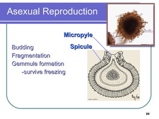Budding Fragmentation Gemmule formation -survive freezing Asexual Reproduction Micropyle Spicule 