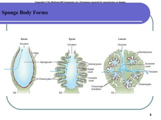 Copyright  © The McGraw-Hill Companies, Inc. Permission required for reproduction or display. Sponge Body Forms 