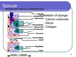 Spicule Skeleton of sponge Calcium carbonate Silicon Collagen 