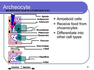 Archeocyte Amoeboid cells Receive food from choanocytes Differentiate into other cell types 