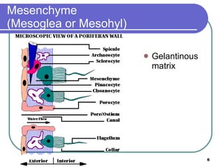 Mesenchyme (Mesoglea or Mesohyl) Gelantinous matrix 