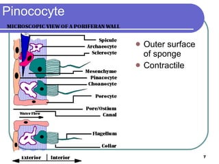 Pinococyte Outer surface of sponge Contractile 