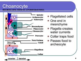 Choanocyte Flagellated cells One end in mesnchyme Flagella creates water currents Collar traps food Passes food to archeocyte 