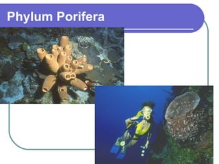 Phylum Porifera 