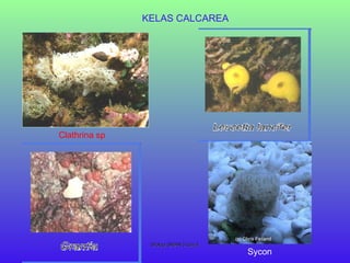 KELAS CALCAREA Clathrina sp Sycon BIologi SMAN 5 Garut 