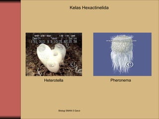 Kelas Hexactinelida Heterotella Pheronema BIologi SMAN 5 Garut 
