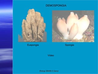 DEMOSPONGIA Euspongia Spongia Video BIologi SMAN 5 Garut 