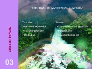 CIRI-CIRI HEWAN 03 PERBEDAAN HEWAN DENGAN TUMBUHAN Tumbuhan : Berklorofil    Autotrof Tidak bergerak aktif Dinding sel  Hewan Tidak Berklorofil    Heterotrof Bergerak aktif Tidak berdinding sel  BIologi SMAN 5 Garut 