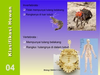 Klasifikasi Hewan 04 Invertebrata :  Tidak mempunyai tulang belakang Rangkanya di luar tubuh Vertebrata :  Mempunyai tulang belakang Rangka / tulangnya di dalam tubuh BIologi SMAN 5 Garut 