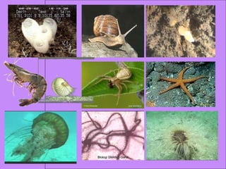 05 BIologi SMAN 5 Garut 