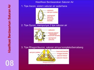 Klasifikasi Berdasarkan Saluran Air 08 1. Tipe Ascon, sistem saluran air sederhana Klasifikasi Berdasarakan Saluran Air 2. Tipe Sycon, mempunyai 2 tipe saluran air 3. Tipe Rhagon/leucon, saluran airnya kompleks/bercabang BIologi SMAN 5 Garut 