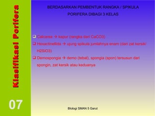 Klasifikasi Porifera 07 Calcarea    kapur (rangka dari CaCO3) Hexactinellida    ujung spikula jumlahnya enam (dari zat kersik/  H2SiO3) Demospongia    demo (tebal), spongia (spon) tersusun dari  spongin, zat kersik atau keduanya BERDASARKAN PEMBENTUK RANGKA / SPIKULA PORIFERA DIBAGI 3 KELAS BIologi SMAN 5 Garut 
