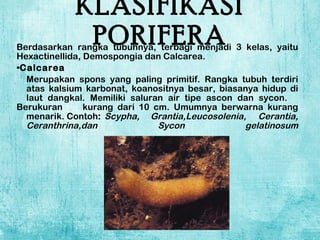 KLASIFIKASI PORIFERA Berdasarkan rangka tubuhnya, terbagi menjadi 3 kelas, yaitu Hexactinellida, Demospongia dan Calcarea. Calcarea Merupakan spons yang paling primitif. Rangka tubuh terdiri  atas kalsium karbonat, k oanositnya besar, biasanya hidup di  laut dangkal.  Memiliki saluran air tipe ascon dan sycon.  Berukuran  kurang dari 10 cm. Umumnya berwarna kurang  menarik.  Contoh :  Scypha, Grantia,Leucosolenia,  Cerantia,  Ceranthrina,dan Sycon gelatinosum 