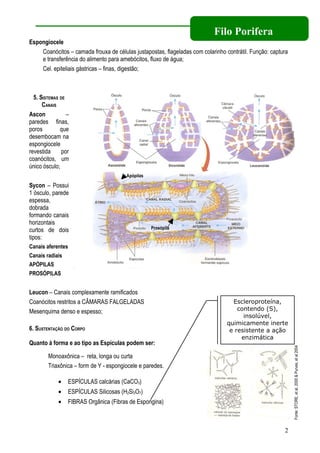Filo Porifera
Espongiocele
    Coanócitos – camada frouxa de células justapostas, flageladas com colarinho contrátil. Função: captura
    e transferência do alimento para amebócitos, fluxo de água;
    Cel. epiteliais gástricas – finas, digestão;



  5. SISTEMAS DE
      CANAIS
Ascon            –
paredes finas,
poros         que
desembocam na
espongiocele
revestida      por
coanócitos, um
único ósculo;
                                        Apópilas

Sycon – Possui
1 ósculo, parede
espessa,
dobrada
formando canais
horizontais
                                                   Prosópila
curtos de dois                                     s
tipos:
Canais aferentes
Canais radiais
APÓPILAS
PROSÓPILAS


Leucon – Canais complexamente ramificados
Coanócitos restritos a CÂMARAS FALGELADAS                                          Escleroproteína,
Mesenquima denso e espesso;                                                          contendo (S),
                                                                                       insolúvel,
                                                                                 quimicamente inerte
6. SUSTENTAÇÃO DO CORPO                                                           e resistente a ação
                                                                                      enzimática
Quanto à forma e ao tipo as Espículas podem ser:
                                                                                                             Fonte: STORE, et al, 2000 & Purves, et al 2004




        Monoaxônica – reta, longa ou curta
        Triaxônica – form de Y - espongiocele e paredes.

             •   ESPÍCULAS calcárias (CaCO3)
             •   ESPÍCULAS Silicosas (H2Si3O7)
             •   FIBRAS Orgânica (Fibras de Espongina)



                                                                                                        2
 
