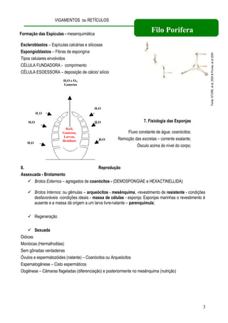 VIGAMENTOS ou RETÍCULOS

Formação das Espículas - mesenquimática
                                                                         Filo Porifera
Escleroblastos – Espículas calcárias e silicosas
Espongioblastos – Fibras de espongina




                                                                                                         Fonte: STORE, et al, 2000 & Purves, et al 2004
Tipos celulares envolvidos
CÉLULA FUNDADORA - comprimento
CÉLULA ESOESSORA – deposição de cálcio/ silício
                       H2O e O2,
                       Gametas




                                         H2O
          H2O

    H2O                                  H2O                        7. Fisiologia das Esponjas
                        H2O,
                       Gametas,                           Fluxo constante de água: coanócitos;
                       Larvas,
                       Resíduos            H2O        Remoção das excretas – corrente exalante;
   H2O
                                                               Ósculo acima do nível do corpo;



8.                                      Reprodução
Assexuada - Brotamento
    Brotos Externos – agregados de coanócitos - (DEMOSPONGIAE e HEXACTINELLIDA)

     Brotos Internos: ou gêmulas – arqueócitos - mesênquima, -revestimento de resistente - condições
      desfavoráveis -condições ideais - massa de células - esponja; Esponjas marinhas o revestimento é
      ausente e a massa dá origem a um larva livre-natante – parenquímula;

     Regeneração

     Sexuada
Dióicas
Monóicas (Hermafroditas)
Sem gônadas verdadeiras
Óvulos e espermatozóides (natante) – Coanócitos ou Arqueócitos
Espematogênese – Cisto espermáticos
Oogênese – Câmaras flageladas (diferenciação) e posteriormente no mesênquima (nutrição)




                                                                                                    3
 