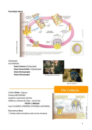 Fecundação interna

            Fonte: PURVES, et al, 2004




Classificação
Filo PORIFERA
         Classe Calcarea (Calcispongiae)
         Classe Hexactinellida ( Hyalospongiae)
         Classe Demospongiae
         Classe Scleropongiae                            Desmapsamma anchorata




                                                                                     Mycale angulosa




                                                                                 Filo Cnidaria
Cnidário (Kinde = urtiga gr.)
Primeiros METAZÓARIO;
Aquáticos e quase todos marinhos;
Solitários ou coloniais de 2 tipos, - ciclo de vida
                          PÓLIPO & MEDUSA
Inclui 3 CLASSES: HYDROZOA, SYPHOZOA e ANTHOZOA;
                                                                                                           Fonte: PURVES, et al, 2004




CARACTERÍSTICAS GERAIS
1. Simetria radial ou birradial ao redor do eixo oral-aboral;




                                                                                                       4
 