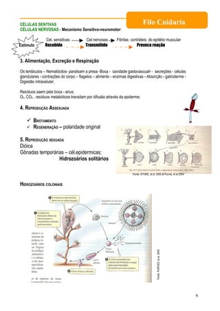 CÉLULAS SENTIVAS                                                             Filo Cnidaria
CÉLULAS NERVOSAS - Mecanismo Sensitivo-neuromotor:

               Cel. sensitivas           Cel nervosas      Fibrilas contráteis do epitélio muscular
Estímulo       Recebido                 Transmitido                    Provoca reação


3. Alimentação, Excreção e Respiração

Os tentáculos – Nematócitos- paralisam a presa -Boca - cavidade gastovascualr - secreções - células
glandulares - contrações do corpo – flagelos – alimento - enzimas digestivas - Absorção - gatroderme -
Digestão intracelular;

Resíduos saem pela boca - anus;
O2, CO2 , resíduos metabólicos transitam por difusão através da epiderme;

4. REPRODUÇÃO ASSEXUADA

     BROTAMENTO
     REGENERAÇÃO – polaridade original

5. REPRODUÇÃO SEXUADA
Dióica
Gônadas temporárias – cél.epidermicas;
                   Hidrozoários solitários

                                                                     Fonte: STORE, et al, 2000 & Purves, et al 2004


HIDROZOÁRIOS COLONIAIS
                                                                                          Fonte: PURVES, et al, 2004




                                                                                                                       6
 