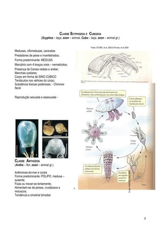 CLASSE SCYPHOZOA E CUBOZOA
                      (Scyphos – taça; zoon – animal, Cubo – taça; zoon – animal gr.)

                                                             Fonte: STORE, et al, 2000 & Purves, et al 2004
Medusas, cifomedusas, caravelas
Predadores de peixe e invertebrados;
Forma predominante: MEDUSA
Manúbrio com 4 braços orais – nematócitos;
Presença de Canais radiais e anelar;
Manchas ocelares;
Corpo em forma de SINO CÚBICO
Tentáculos nos vértices do corpo;
Substãncia tóxicas poderosas; - Chironex
flecki

Reprodução sexuada e assexuada -




CLASSE ANTHOZOA
(Antho – flor; zoon – animal gr.)
                                                                                                          Fonte: PURVES, et al, 2004




Anêmonas-do-mar e corais
Forma predominante: PÓLIPO, medusa –
ausente;
Fixas ou mover-se lentamente;
Alimentam-se de peixes, crustáceos e
moluscos;
Tendência a simetrial birradial




                                                                                                                                       8
 